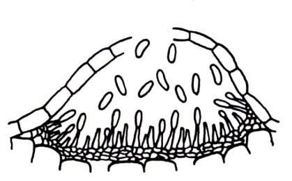Morfologia dos Fungos Anamórficos Isolados Desprotegidos Sinema (Corêmio) (ereto e alongado) Conidióforos Agrupados