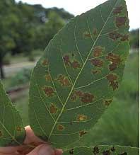 ORDEM PHYLLACHORALES Phyllachora