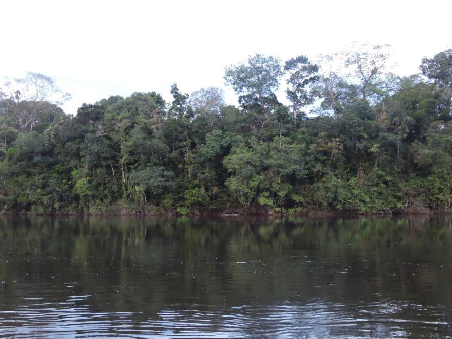 16 ao contrario de outros ecossistemas amazônicos, inundadas por rios de águas negras ou claras, cuja vegetação se desenvolve sobre solos com baixa disponibilidade de nutrientes (CARIM et al., 2016).