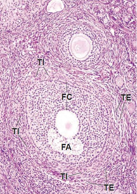 Teca Folicular Teca interna: -altamente vascularizada - células cúbicas secretoras de esteróides com receptores