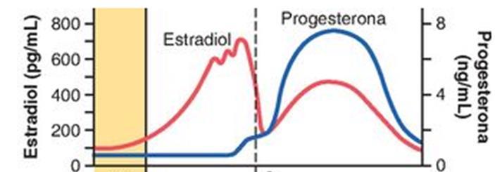 Tubas uterinas ESTROGÊNIO CILIOGÊNESE frequência do batimento ciliar