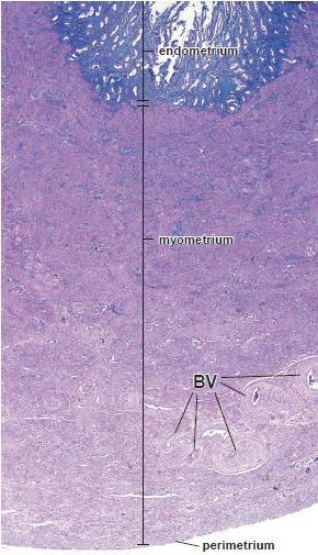 Parede do Útero ENDOMÉTRIO: Mucosa especializada.