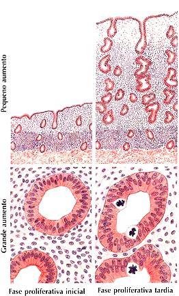 Endométrio Fase proliferativa inicial Endométrio delgado, glândulas simples e retilíneas Fase proliferativa tardia Endométrio