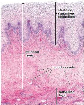 Parede Vaginal Mucosa - Epitélio estratificado pavimentoso não-queratinizado Células armazenam glicogênio - Lâmina