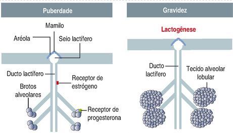 Glândula mamária Unidade secretora tubuloalveolar Ducto lactífero Seio