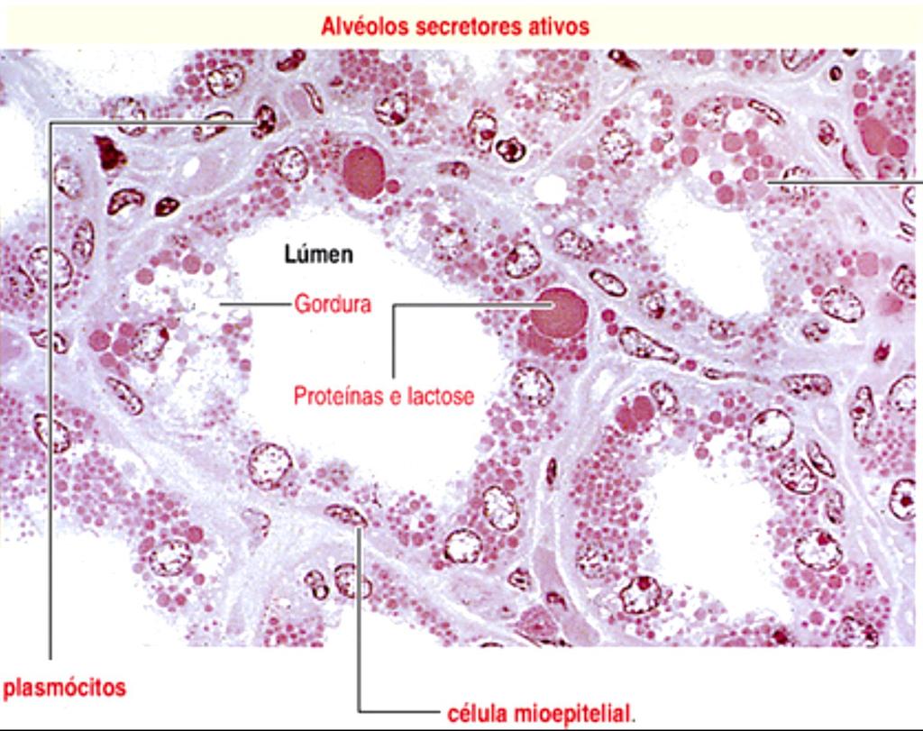 Glândula mamária Gordura