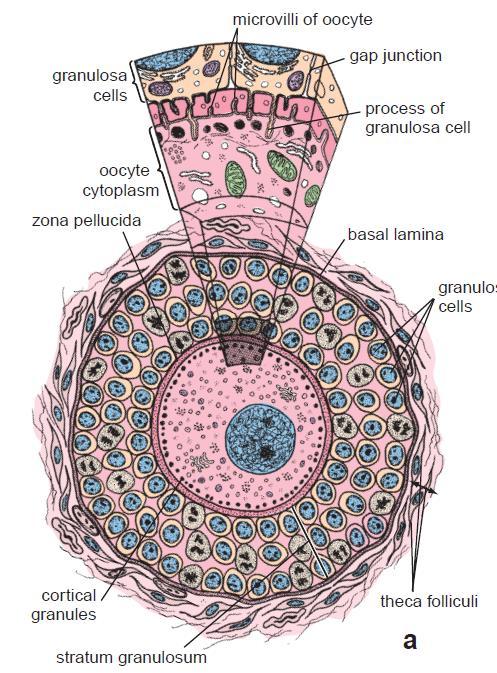 Basal Células granulosas 375x HE Ovócito com núcleo eucromático e nucléolo excêntrico e proeminente (50 a 80 mm).