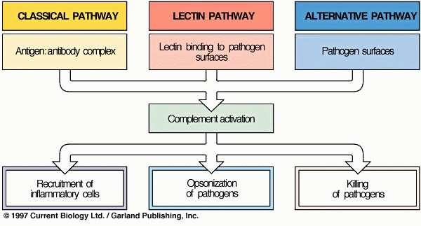 Via Clássica Via das Lectinas Via Alternativa Complexos Ag-Ac Ligação da Lectina na superfície dos patógenos Superfície dos patógenos Ativação do