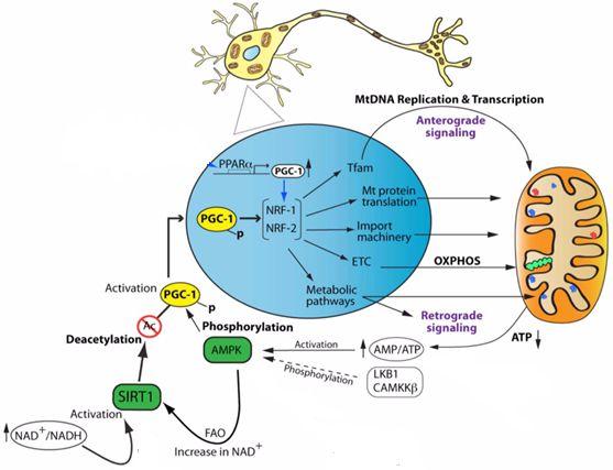 Mecanismo molecular