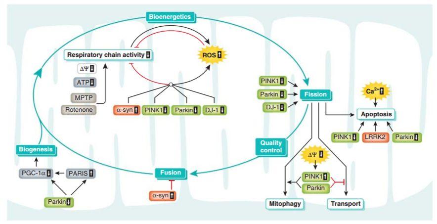 Doença de Parkinson http://www.neurobiology.