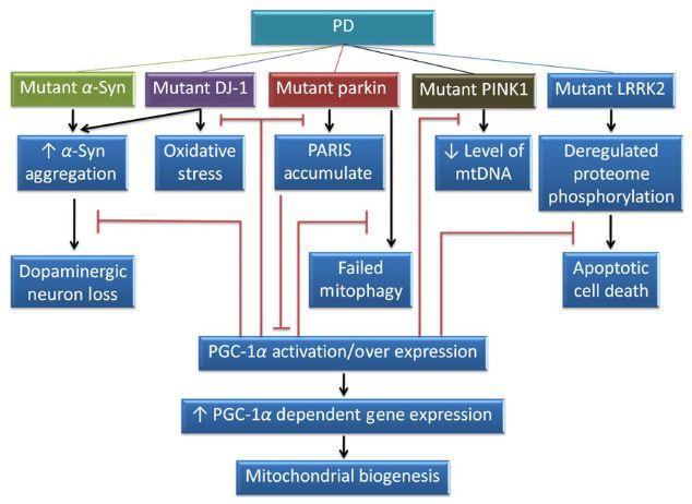 PGC-1α como alvo terapêutico