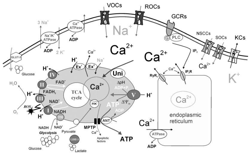 Papel da mitocôndria na homeostase de cálcio