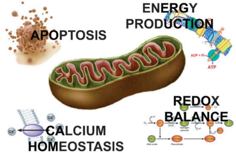 Mitocôndria: Organela essencial à homeostase celular