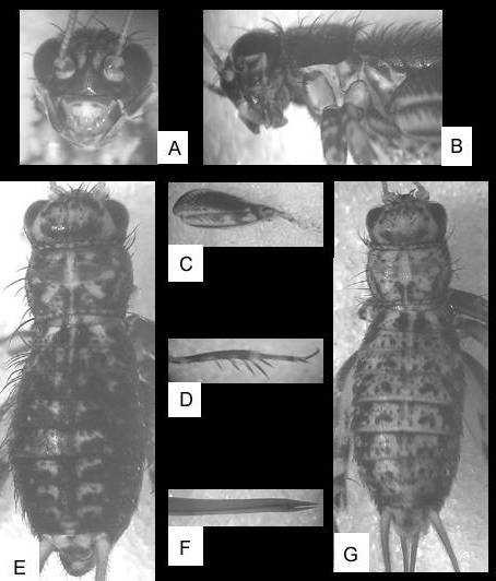 Placa supra-anal, G Placa subgenital, H Terminália lateral. 4-2- Fig. 2.- Zucchiella sp. n., fêmea.