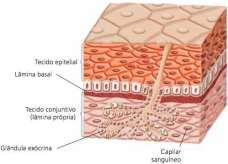 TECIDO EPITELIAL Constituídoas por células poliédricas justapostas, entre as quais elas existe tem pouca substância extracelular. As células se aderem umas às outras por junções intercelulares.