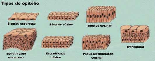 1. zônula de adesão (aderência de uma célula a outra) 2. hemidesmossomos (prende a célula epitelial a lâmina basal) 3. desmossomos (prende uma célula a outra) Junções impermeáveis 1.