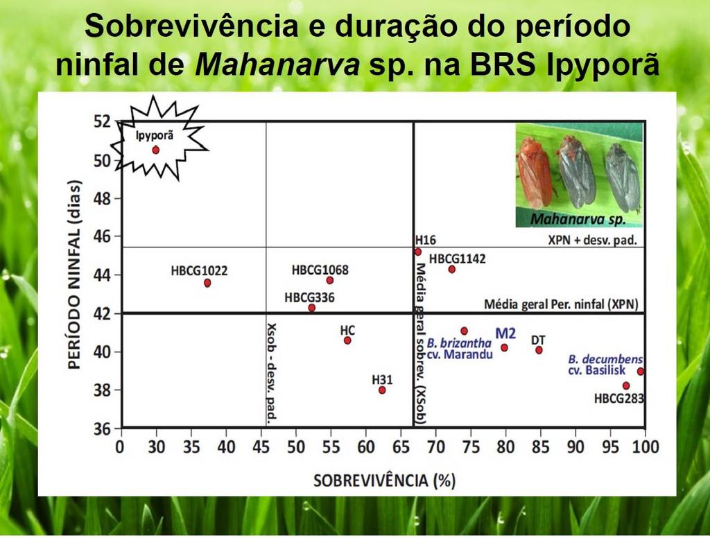 Período ninfal (dias) BRS IPYPORÃ MARANDU/BRAQ UIARÃO SOBREVIVÊNCIA (%) BRAQUIARINHA