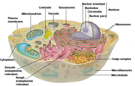 Eucariontes Mais complexa, possui organelas membranosas e núcleo