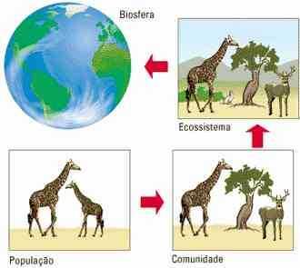 Ecologia