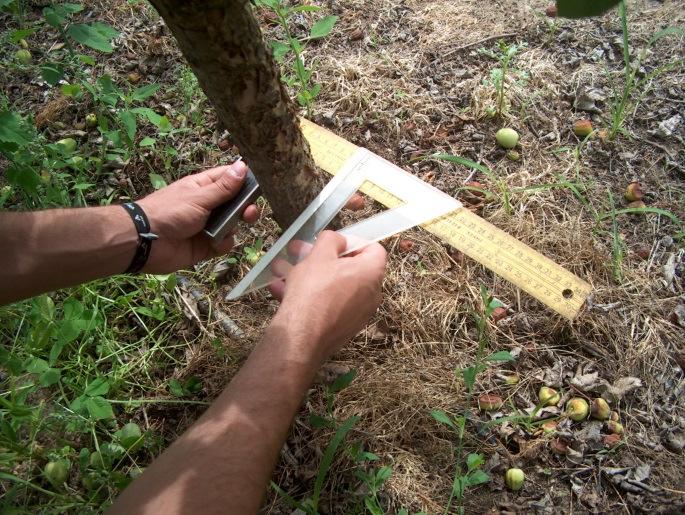 2- Diâmetro dos troncos O diâmetro do tronco das macieiras, a ± 20 cm do solo, é um parâmetro muito utilizado para estimar o número médio de frutos a um determinado nível da árvore e é referido como