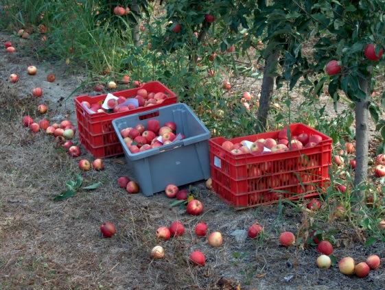 Figura 14 (1 e 2)- Caixas com as maçãs recolhidas de uma árvore e sua pesagem na cooperativa Como se pode observar na figura 14-1 o número de maçãs caídas é muito grande o que vem reforçar a ideia de