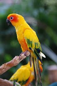 Amazona e papagaio do congo: 0,8 ml