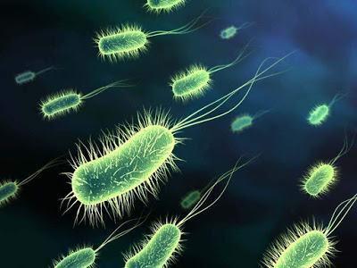 Reino Monera Formado por bactérias e cianobactérias.
