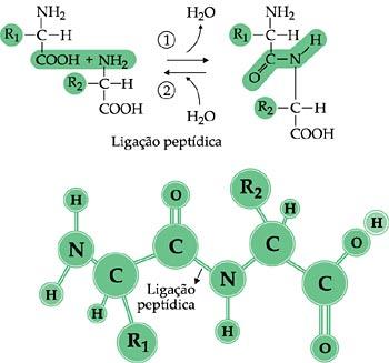 Sabemos que um aminoácido apresenta como elementos básicos em sua estrutura um grupamento R (importante por caracterizar e diferenciar os aminoácidos entre si), um hidrogênio, um grupamento amina e