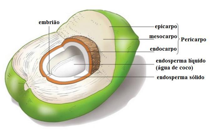 Revisão Bibliográfica estéril, sem presença de microrganismos, sendo utilizada como isotônico natural (SEBRAE, 2016). Figura 1 Ilustração esquemática do coco verde (http://slideplayer.com.br/slide/1786152/).