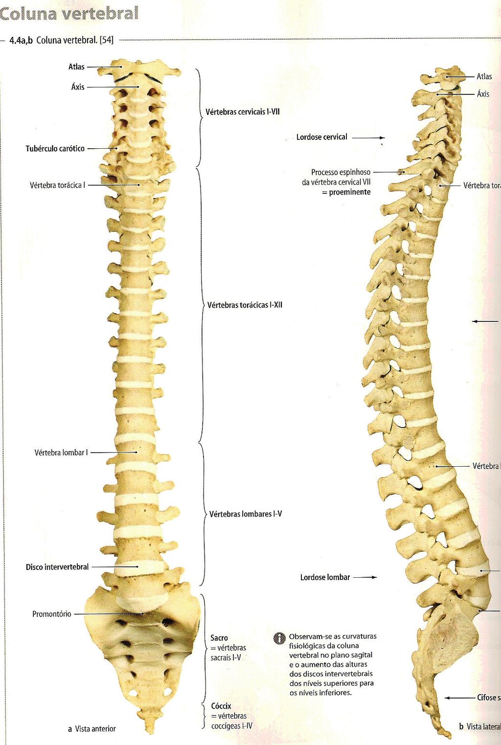 Aleixo Petrenko ANATOMIA DA COLUNA VERTEBRAL VÉRTEBRAS 33 ou 34