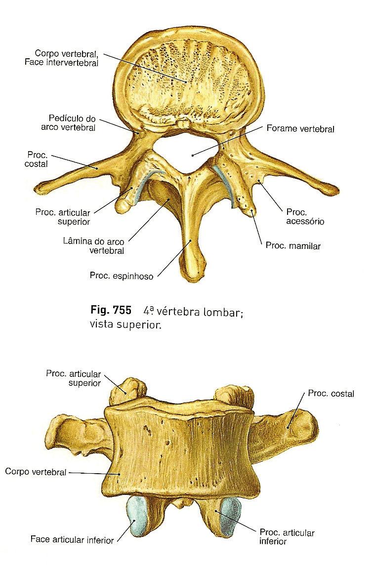 coccígeas ANATOMIA DA COLUNA VERTEBRAL MORFOLOGIA Corpo vertebral