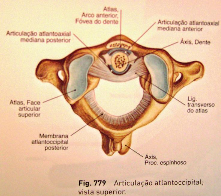 Atlanto-axial e atlanto-odontoídea Ligamentos atlanto-axiais e membrana tectória Alar e