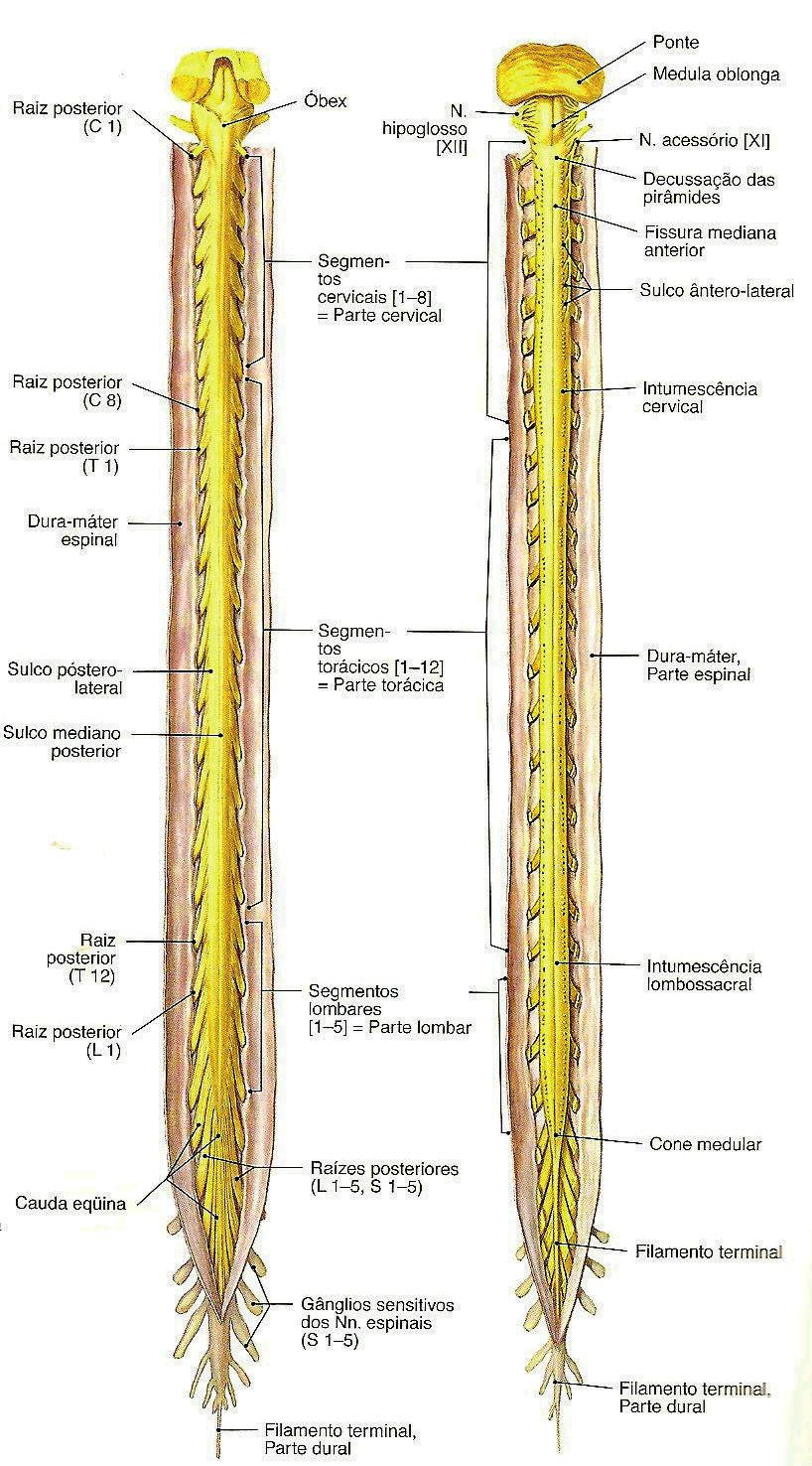 Aleixo Petrenko Medula Constitui o SNC Principal centro motor e reflexo Referenciais vertebrais C1 a L2 Limites bulbo até cone medular Intumescencia cervical,lombar e cauda
