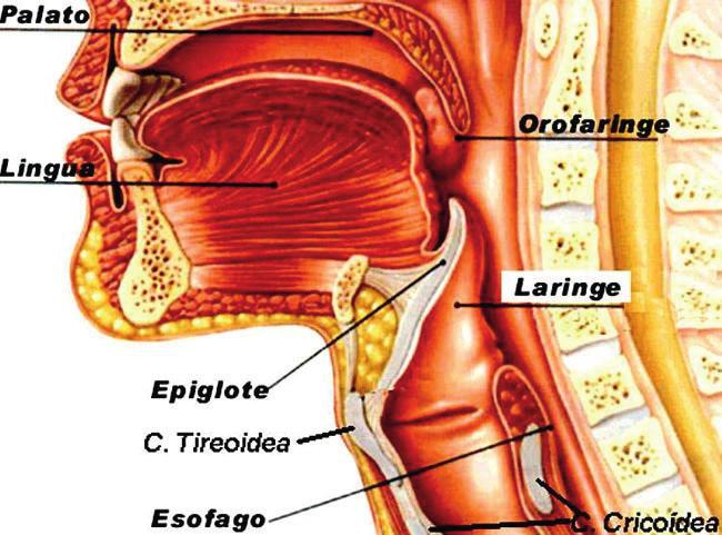 Aleixo Petrenko VIAS DE ACESSO CONVENCIONAIS Abordagem Transoral Indicações: patologias da junção cranio-vertebral tumores, processo inflamatório como na artrite reumatóide e anomalias congênitas.