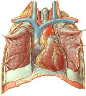 A borda direita está voltada para o pulmão direito e se estende da superfície inferior à base; a borda esquerda, também chamada borda pulmonar, fica voltada para o pulmão esquerdo, estendendo-se da