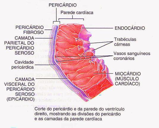 endocárdio também reveste as valvas e é contínuo com o revestimento dos vasos sangüíneos que