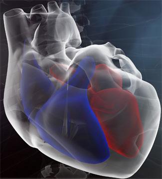 Configuração interna O coração possui quatro câmaras: dois átrios e dois ventrículos.