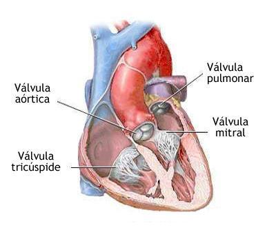 ascendente, levando sangue para a parede cardíaca; o restante do sangue passa para o arco da aorta e para a aorta descendente (aorta torácica e aorta abdominal).