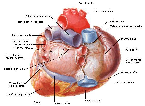A principal função do ventrículo esquerdo é bombear sangue para a circulação sistêmica (corpo). A parede ventricular esquerda é mais espessa que a do ventrículo direito.