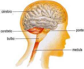 COMA: um tipo de encefalopatia que cursa com