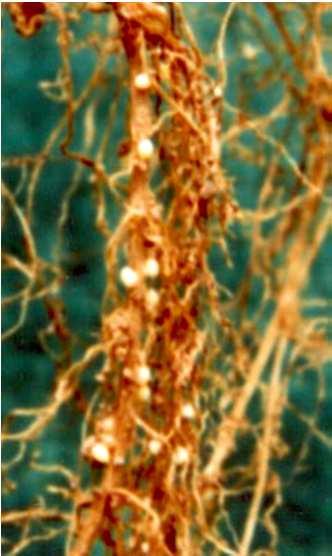 5.1 PLANTAS DANINHAS E A CULTURA DA SOJA PLANTAS DANINHAS HOSPEDEIRAS DE: Heterodera glycines (NCS) Fonte: YORINORI et al., 1994.