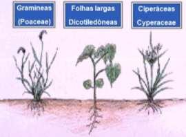 1.2. Classificação quanto ao tipo de planta: - Classificação com finalidade prática - Folha estreita (monocotiledôneas): - gramíneas (Poaceae) - ciperáceas (Cyperaceae) - Folha larga (dicotiledôneas)