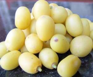 Alguns produtos naturais usados Óleo de Azadirachta indica neem