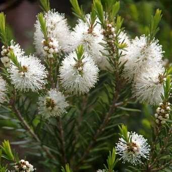 Óleo essencial de Melaleuca alternifolia árvore do chá - Nativa da Austrália - Estimulante do sistema imunitário -