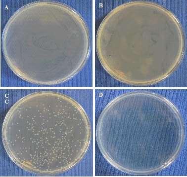 Antimicrobial activity of