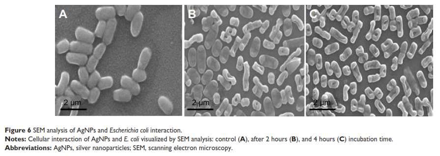 coli growth (control) B- E.