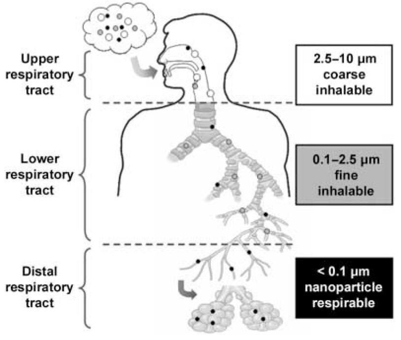 Pulmonar -