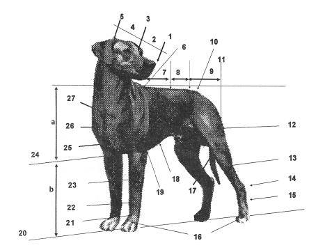 RHODESIAN RIDGEBACK (Cão de Crista Dorsal da Rodésia) NOMENCLATURA CINÓFILA UTILIZADA NESTE PADRÃO 1 Trufa 13 Perna 25 Braço 2 Focinho 14 Jarrete 26 Ponta do esterno 3 Stop 15 Metatarso 27 Ponta do