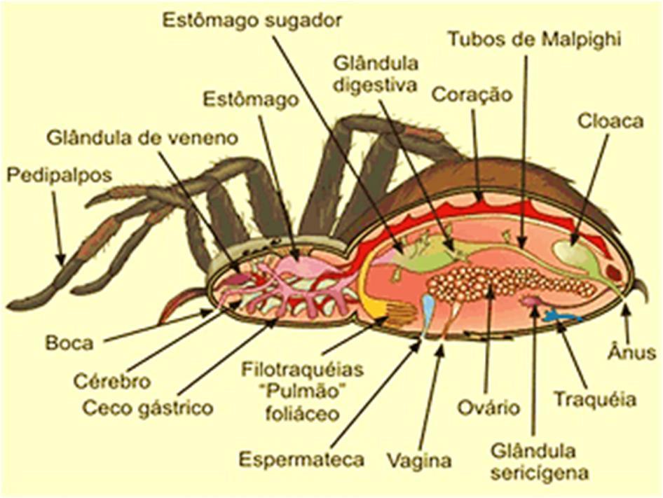 Morfologia das aranhas