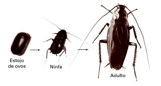Insetos A maioria dos insetos sofre metamorfose, que podem ser